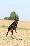 DOBERMANN 071